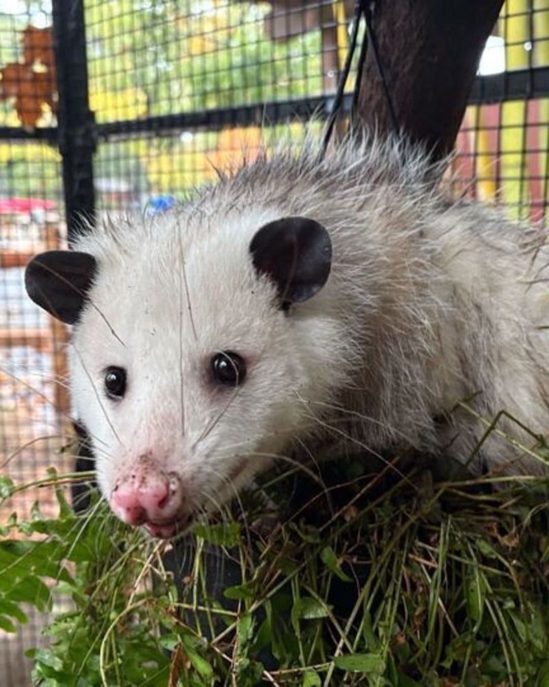 They Rarely Carry Rabies