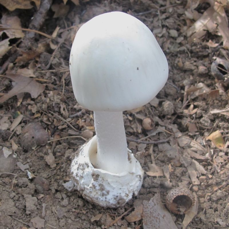 Ingestion Can Be Fatal Even In Small Amounts