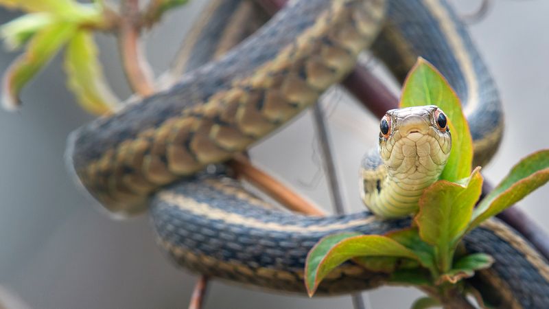 Most Garter Snakes In California Are Nonvenomous