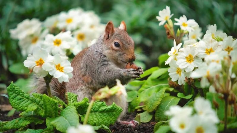 Flower Beds Retain Nut Smells Better Than Grass