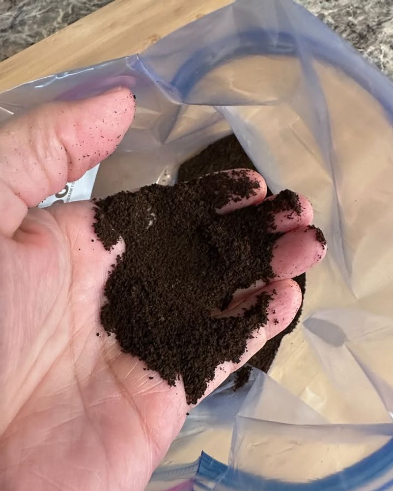 Coffee Grounds Help Retain Moisture During Dry Spells