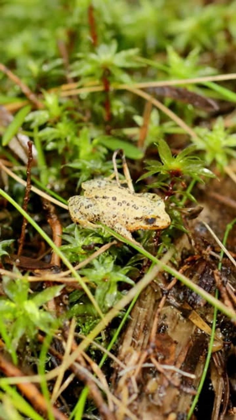 Their Presence Reflects A Stable Ecosystem