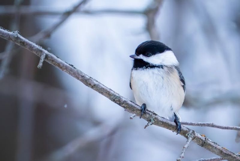 Habitat Loss Has Reduced Wild Feeding Areas