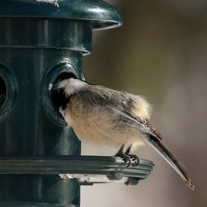 Feeders Offer Consistent Food Sources When Natural Options Disappear