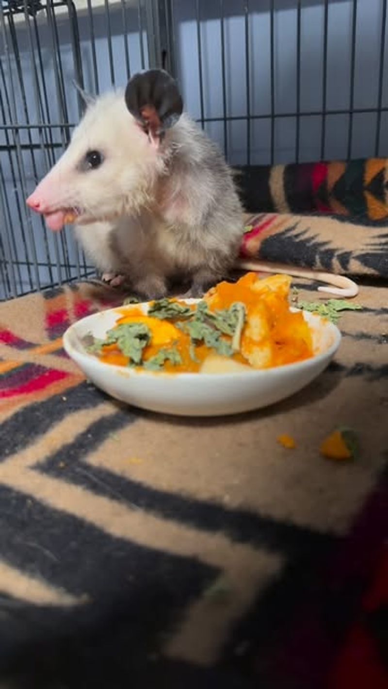 Possums Are Generally Non-Aggressive