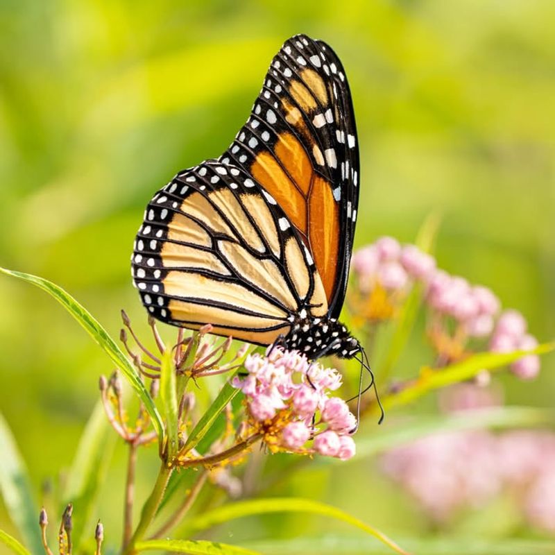 They Attract Pollinators Without Overpowering The Senses