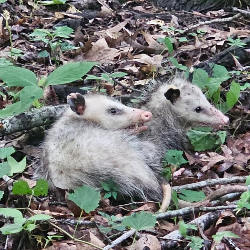 They Support The Local Ecosystem