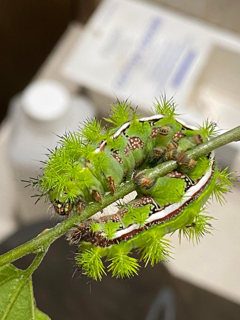 Population Increases During Late Summer