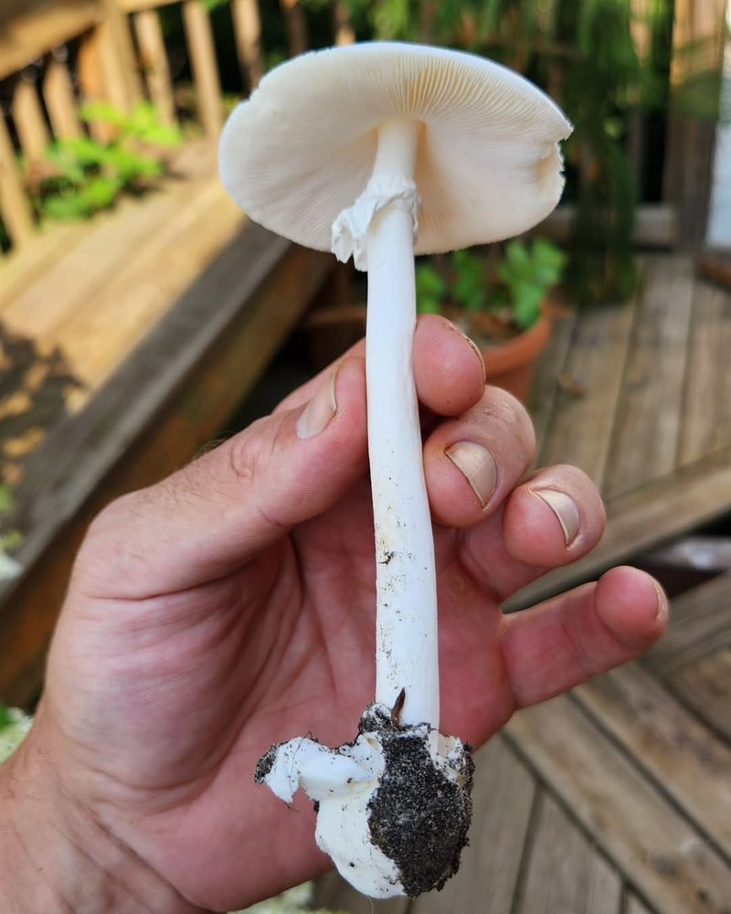 They Are Not A Sign Of Poor Soil Or Disease