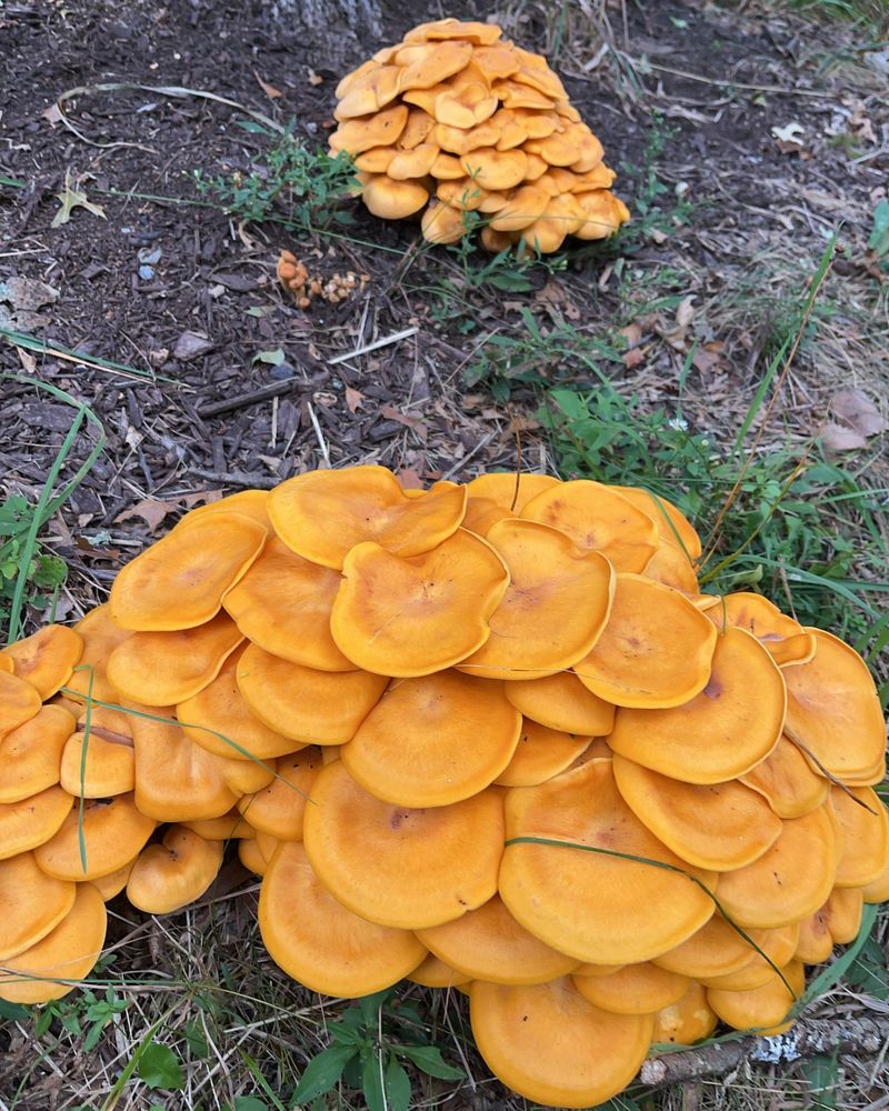 Often Confused with Chanterelles