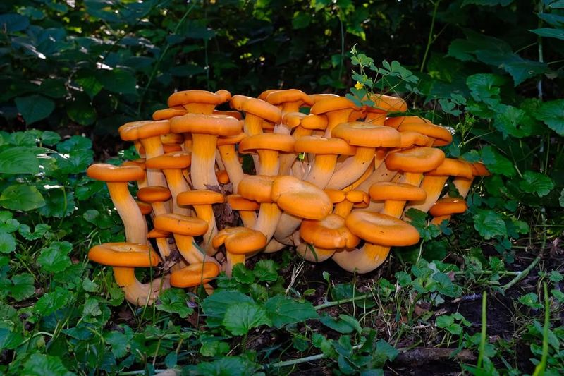 Clusters Can Contain Dozens of Mushrooms