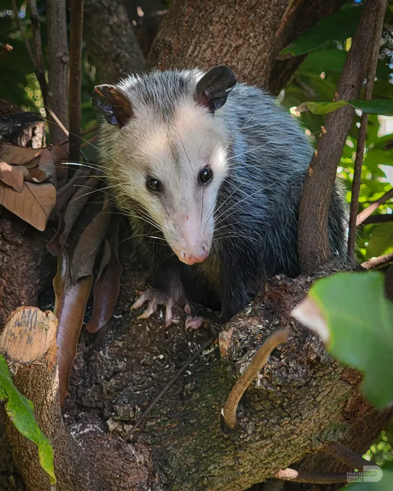Possums Rarely Carry Rabies