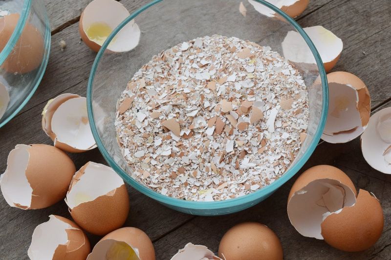 A Free, Sustainable Soil Amendment For Off-Season Prep