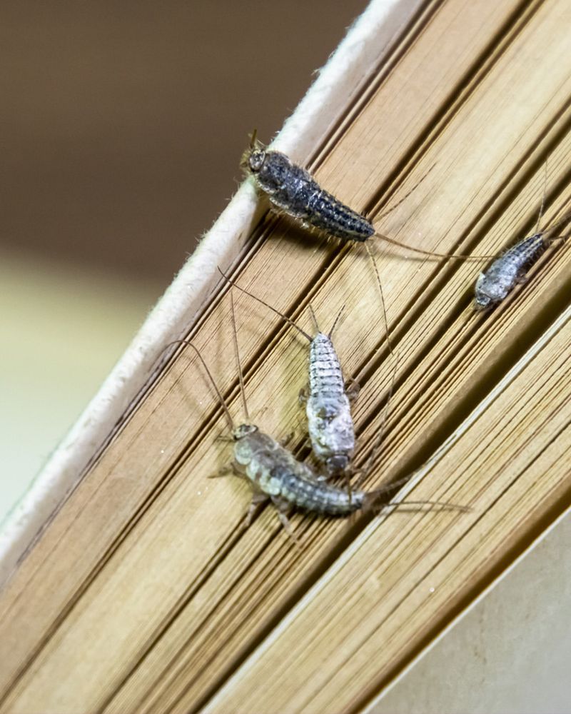 They Thrive Without Damaging Living Garden Plants