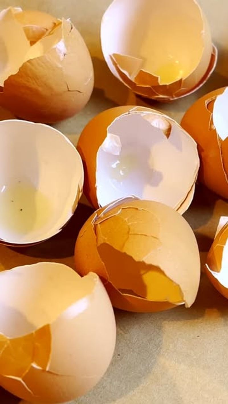 Eggshells Support Beneficial Soil Microbes During Dormant Months