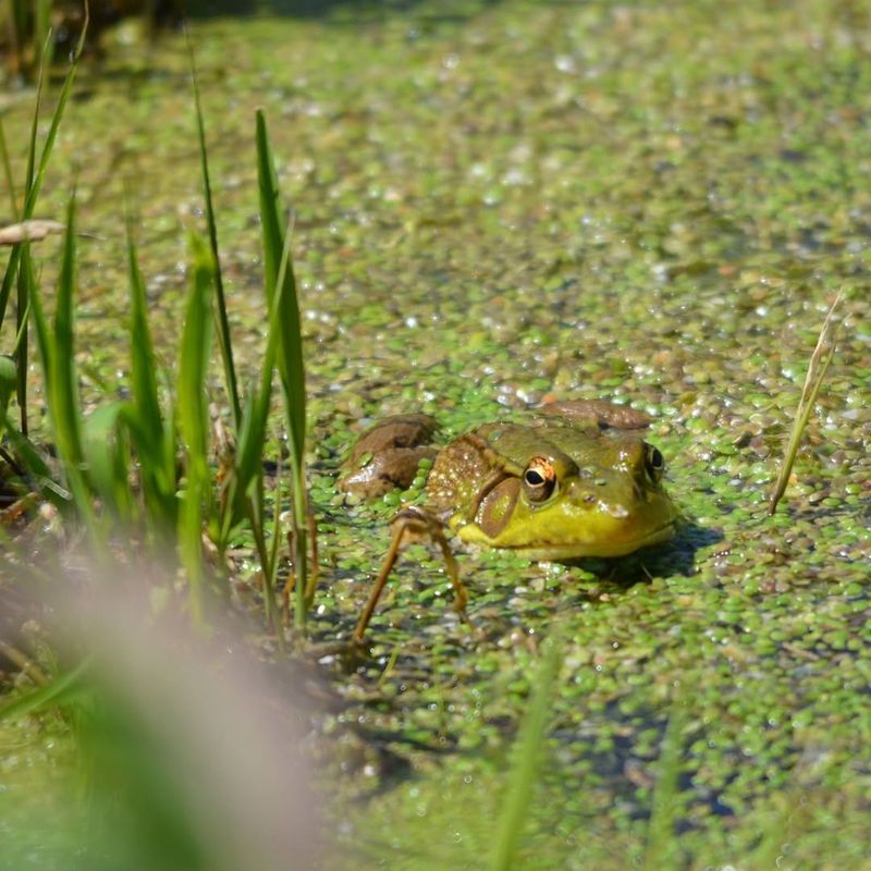 They Thrive Where Native Plants Grow