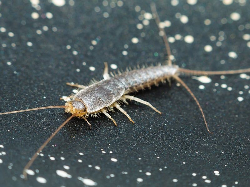 Silverfish Are Nocturnal And Fast-Moving