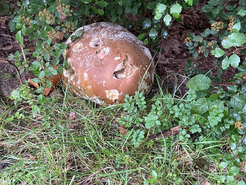 They're Part Of Nature's Recycling System