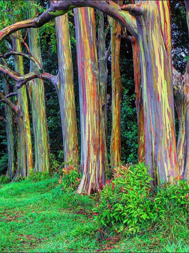 These Trees Can Grow Incredibly Tall