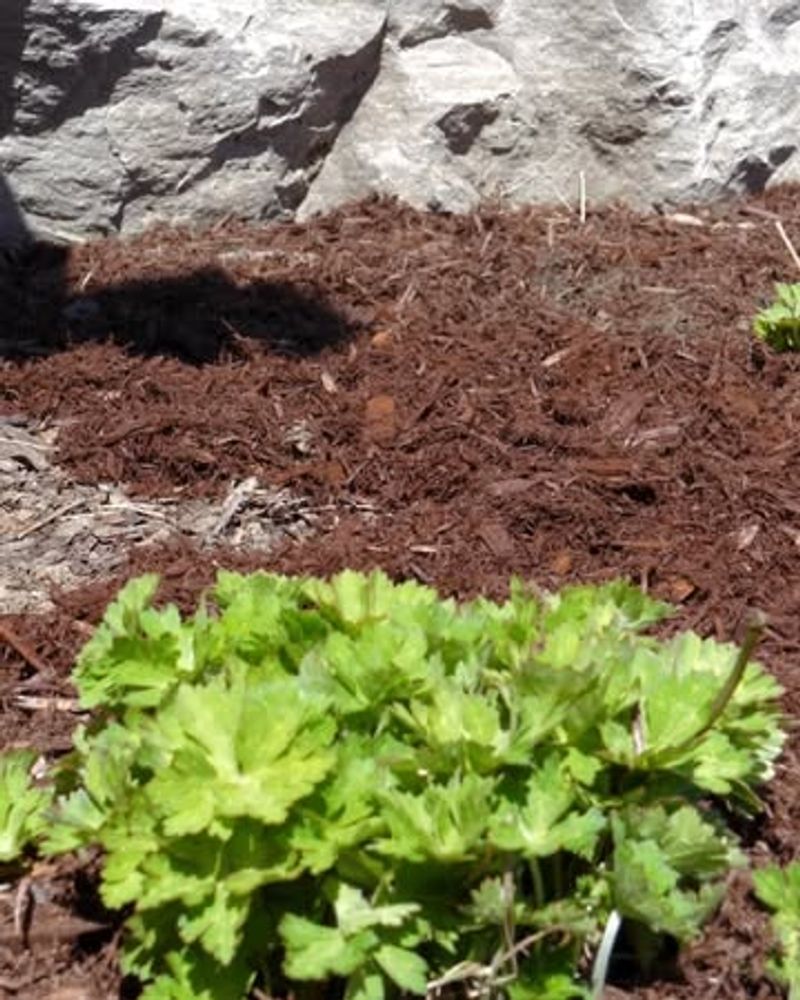 Warmth Draws Them To Mulch And Soil