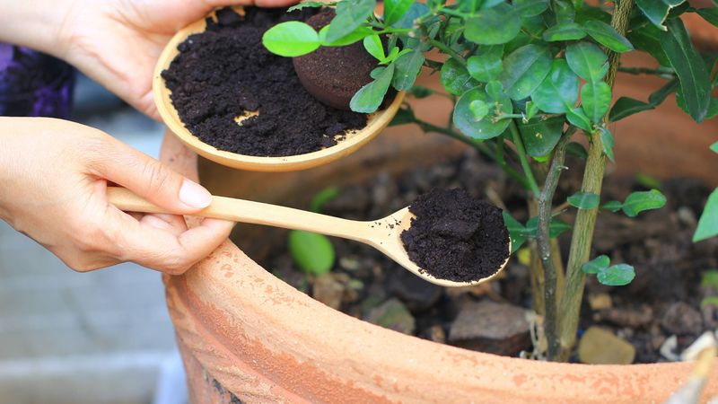 Coffee Grounds Support Acid-Loving Plants Common In California