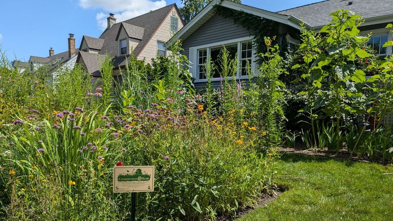 Native Lawns Dramatically Reduce Chemical Use And Pollution