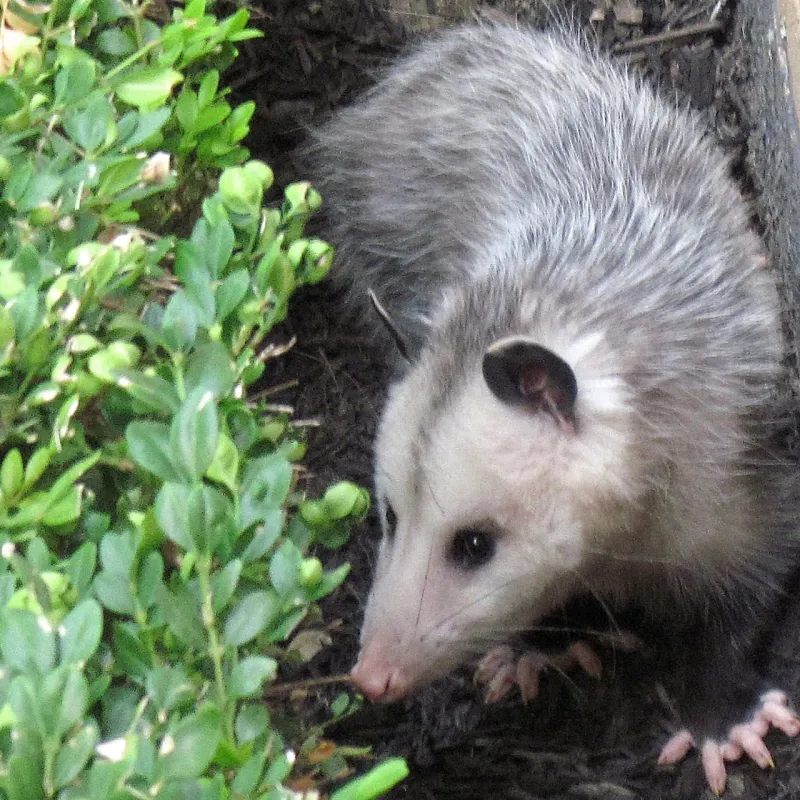 Possums Help Clean Up Fallen Fruit And Yard Debris