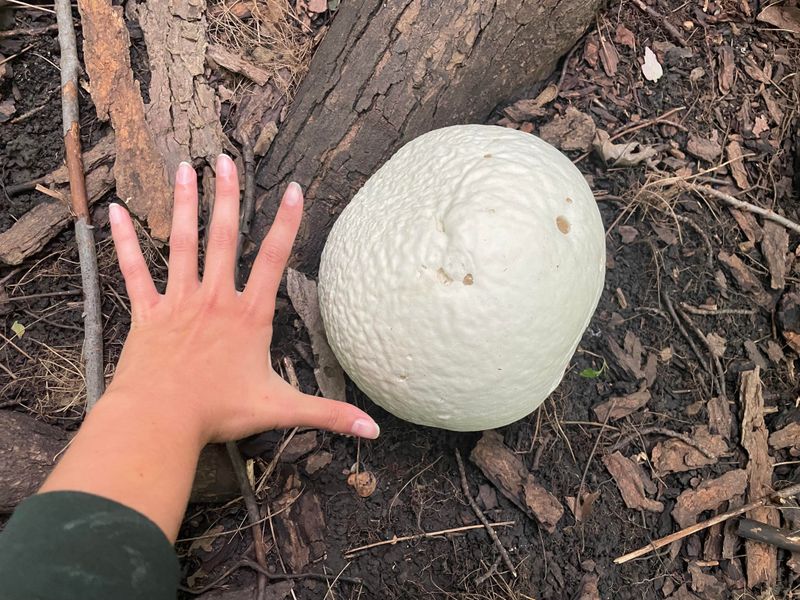 They Indicate Healthy Soil Rich In Organic Matter