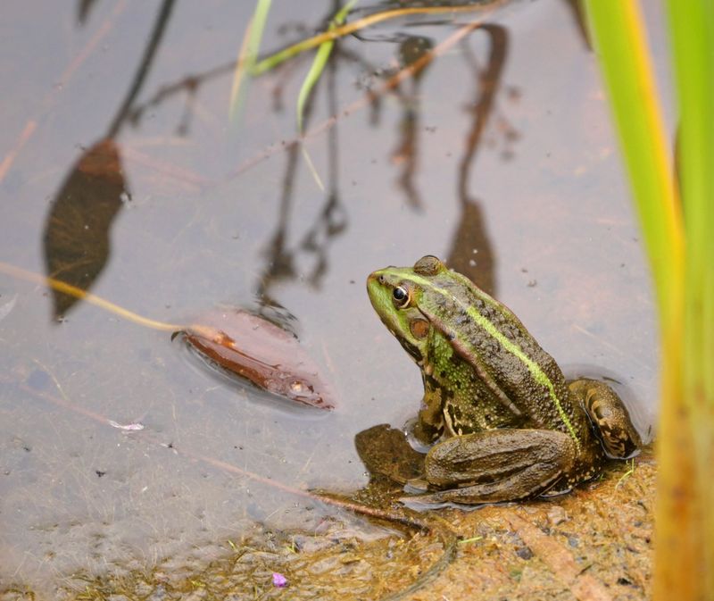 They Indicate Balanced Moisture Levels