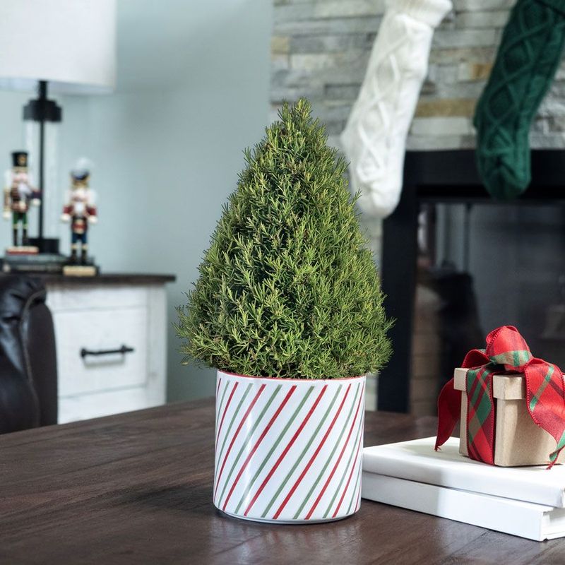 They Are Low Maintenance Compared To Cut Trees