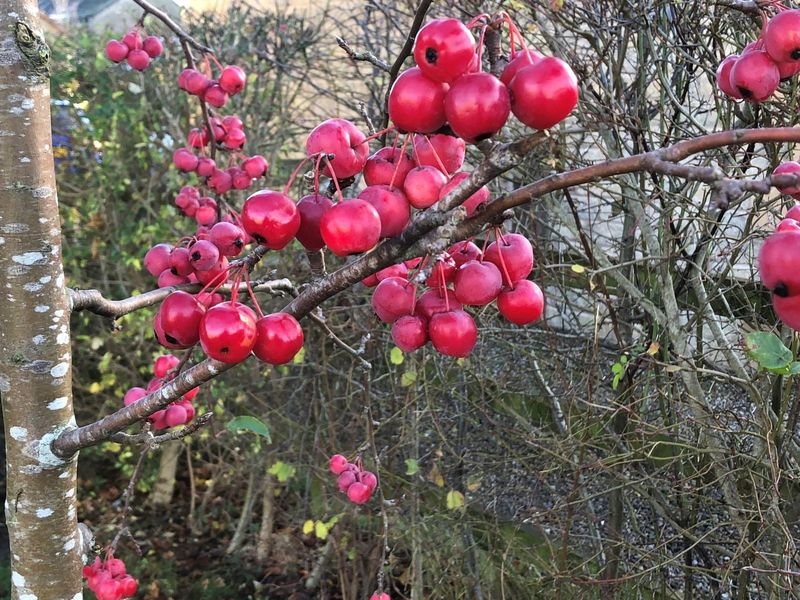 Fall Fruit Often Persists Through Snow