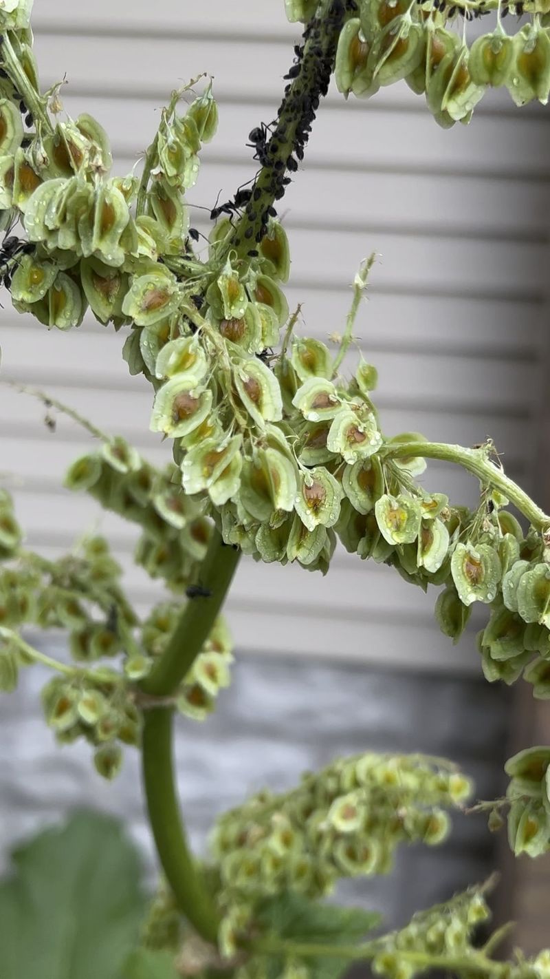 Sticky Honeydew Creates Secondary Problems