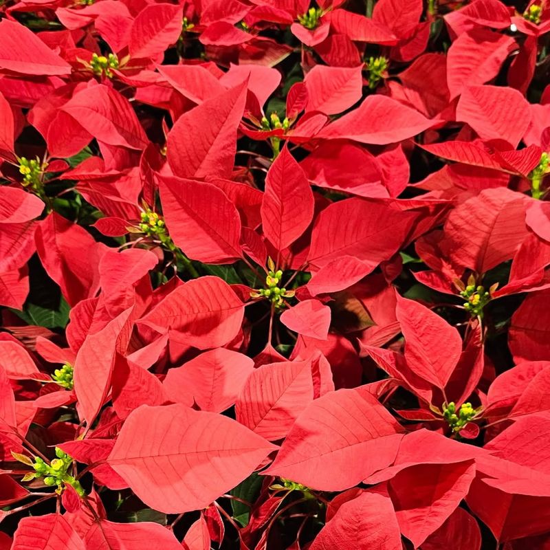 They Provide Instant Color Without Extra Decorating