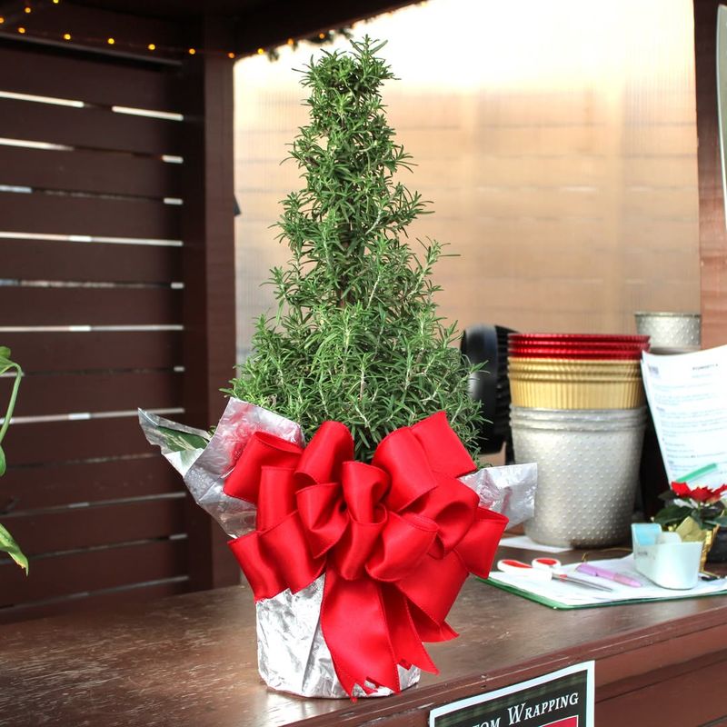 They Are Fully Edible After The Holidays