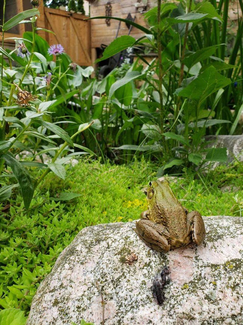 They Avoid Noisy Or Heavily Disturbed Areas