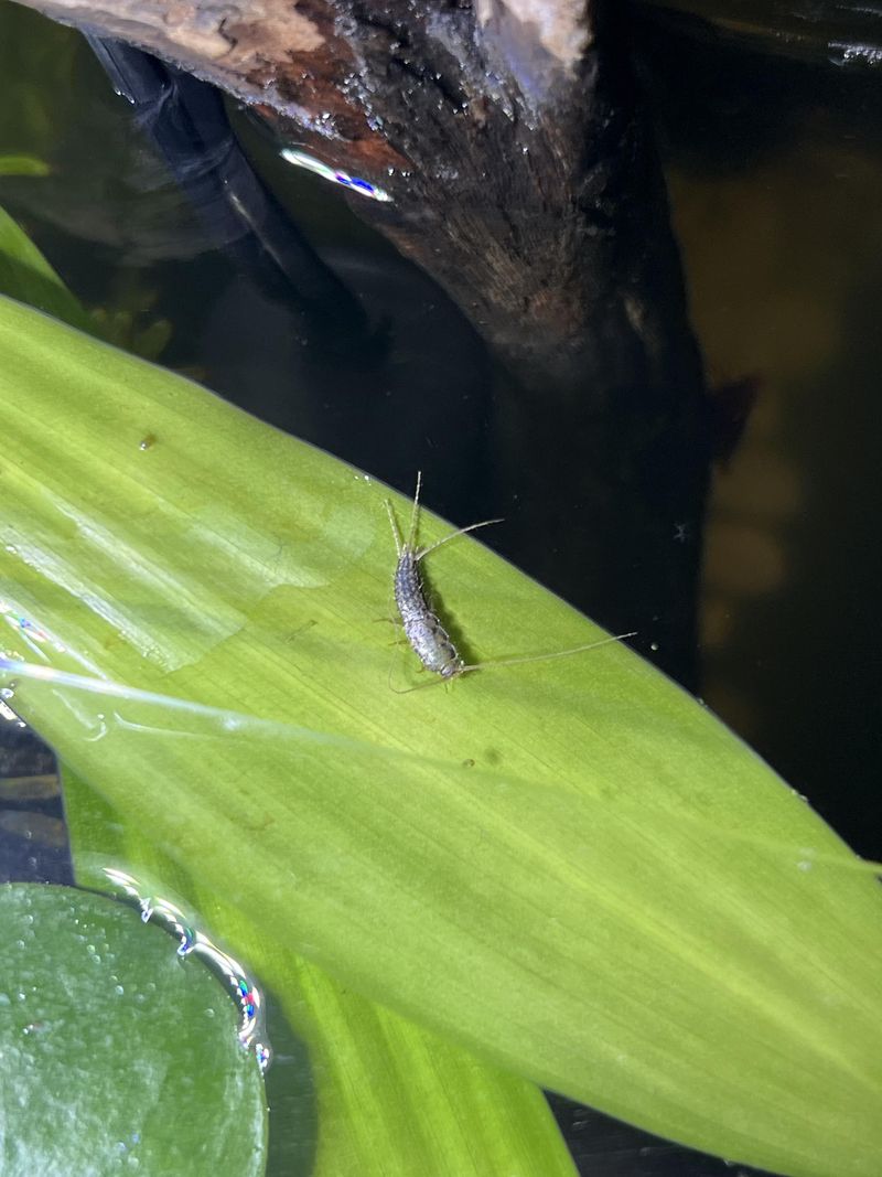 They Indicate Moist, Organic-Rich Microhabitats