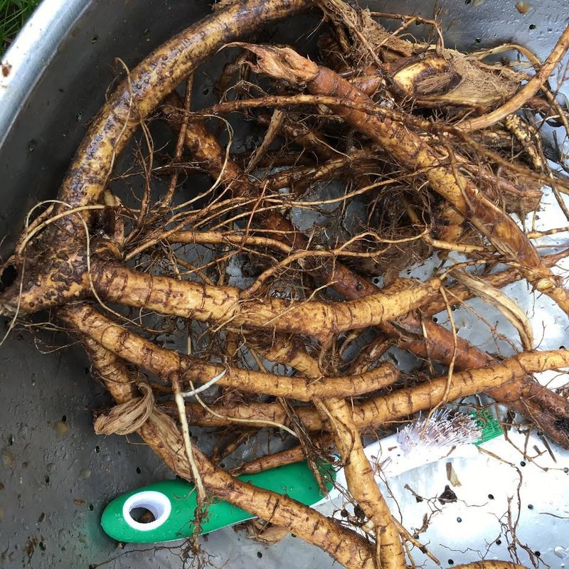 Underground Tubers Storing Energy For Regrowth