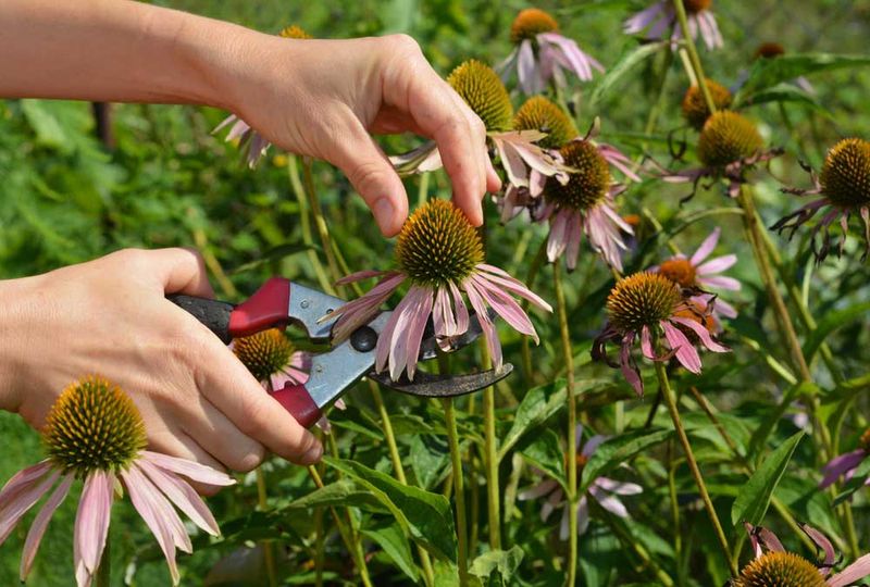 Cut Back Spent Blooms But Leave Some Seed Heads