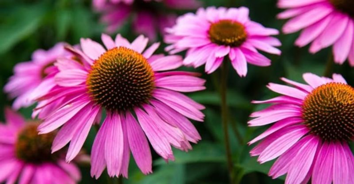 Things To Do Before Winter If You Want Your Coneflowers To Shine Next Spring In Michigan