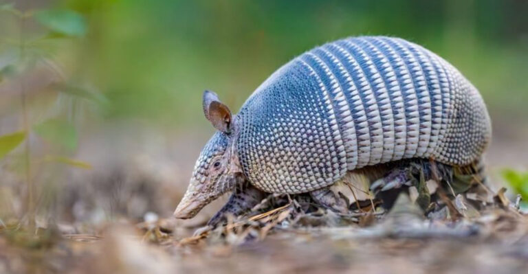 armadillo