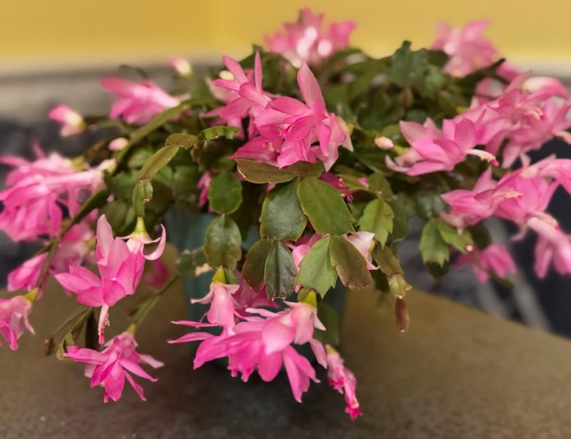 Give It A Quick 12-Hour Night Chill To Kickstart New Buds