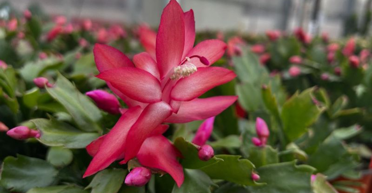 This Easy January Trick Brings Christmas Cactus Back Into Bloom