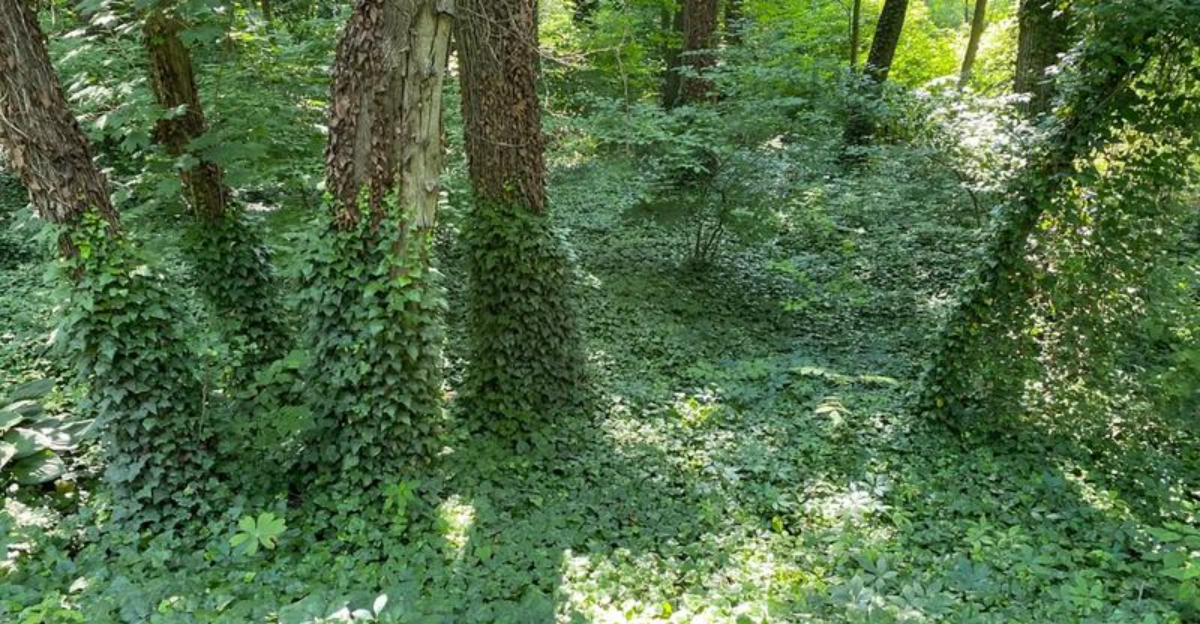 This Fast-Spreading Groundcover Is Taking Hold In Maryland Suburbs