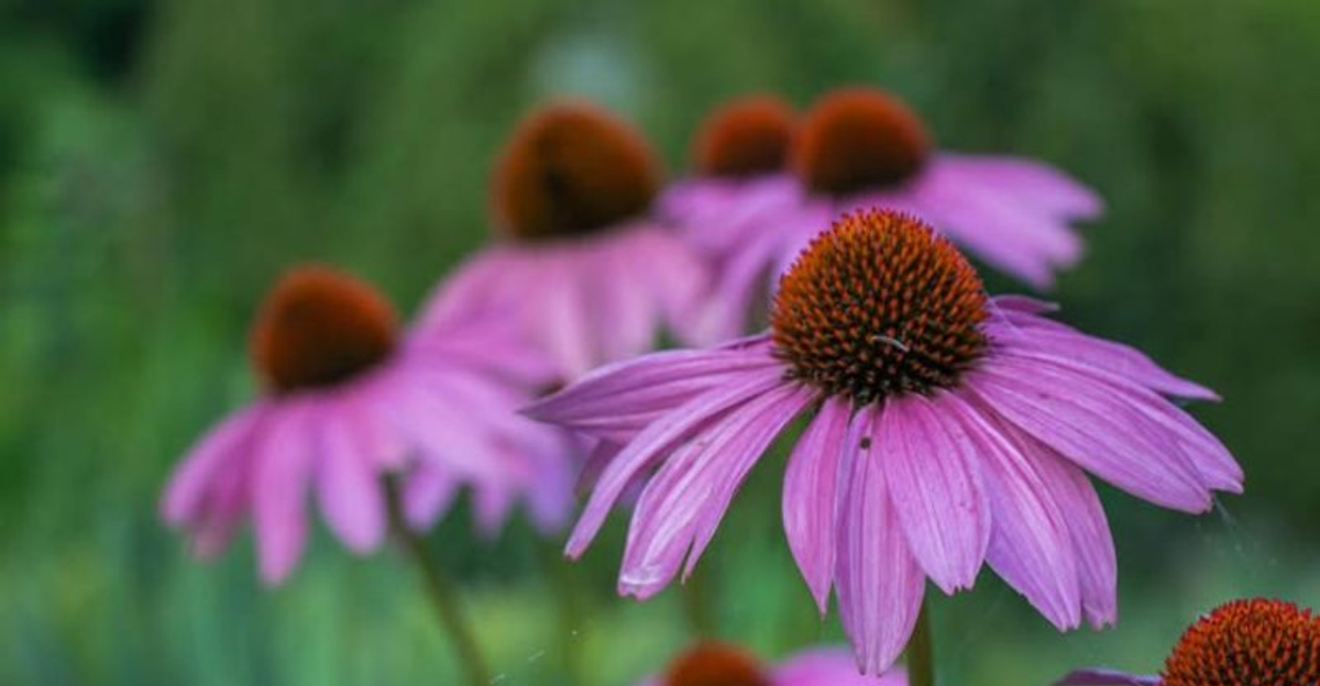 This Forgotten Wildflower Is Returning To Missouri Backyards