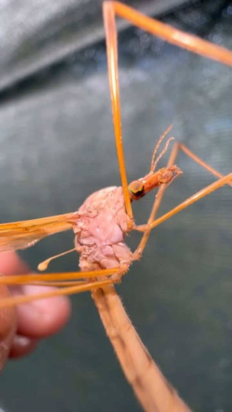 The Giant Mosquito That Is Not A Mosquito