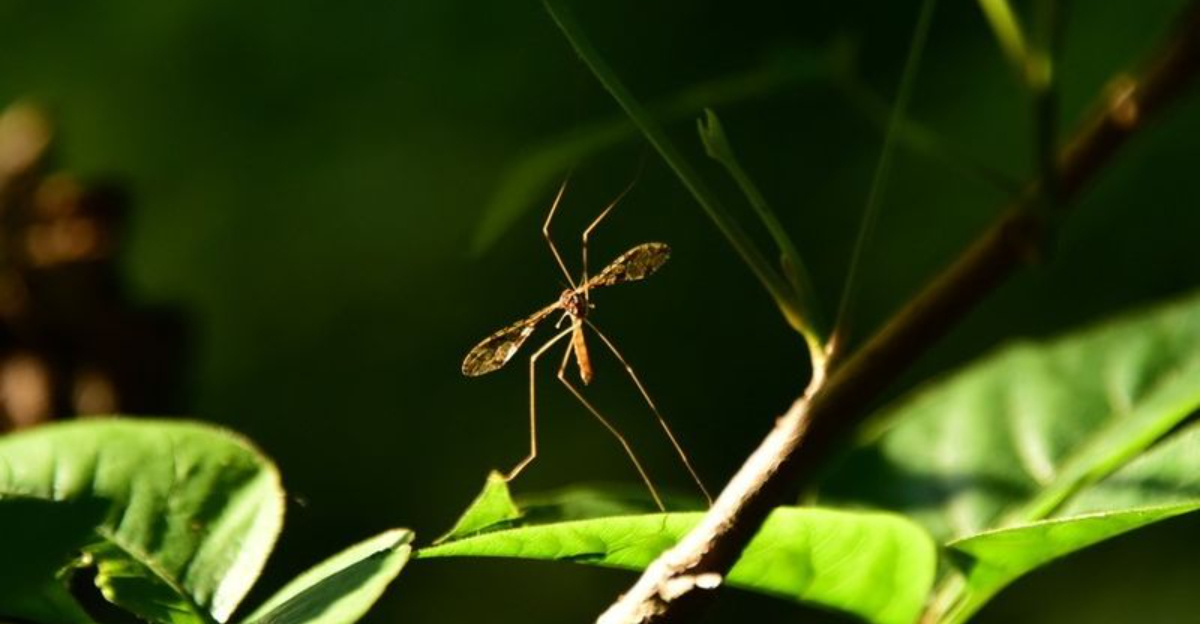 This Harmless Insect Is Being Mistaken For A Pest In New Jersey Yards
