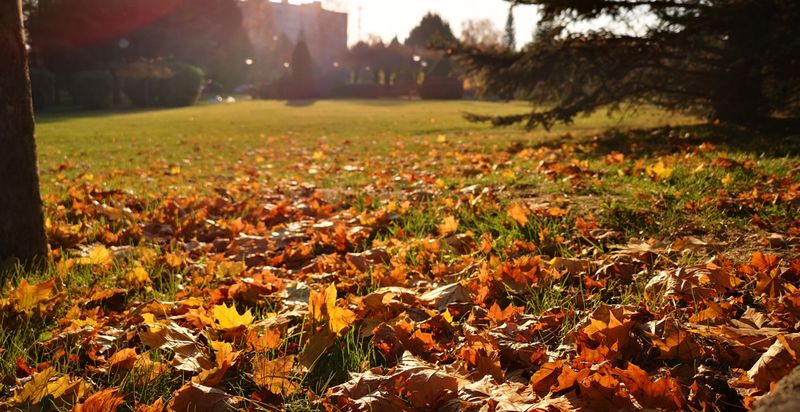 You Own The Leaves Once They Land On Your Property