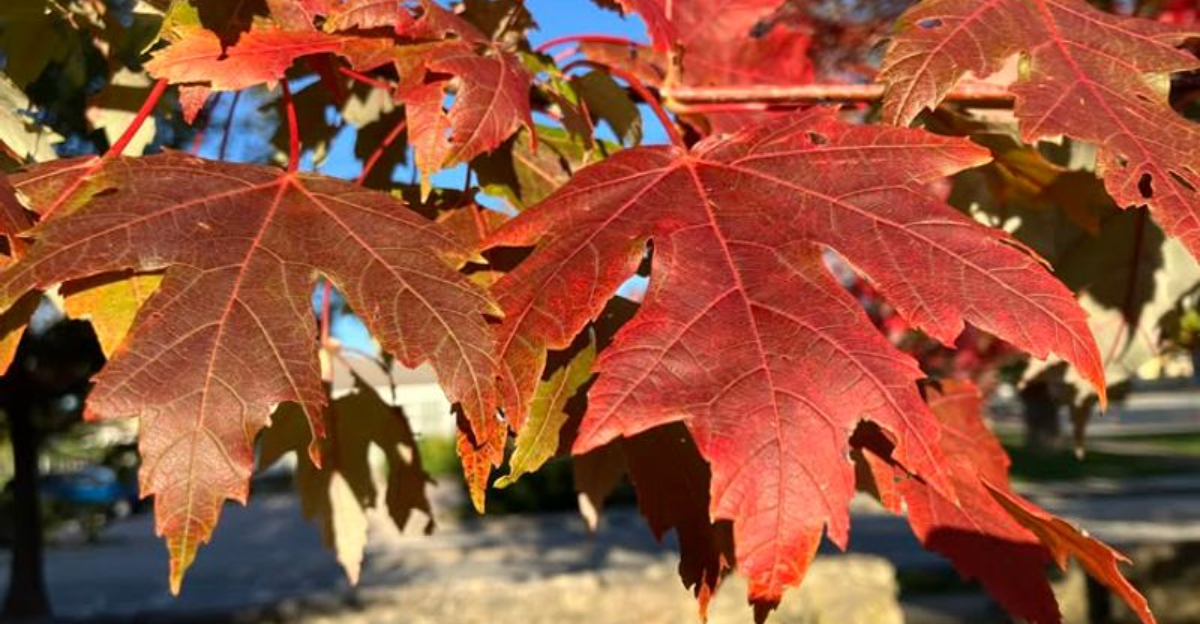 This Is What Ohio Law Says About Leaves Falling From A Neighbor’s Maple Tree