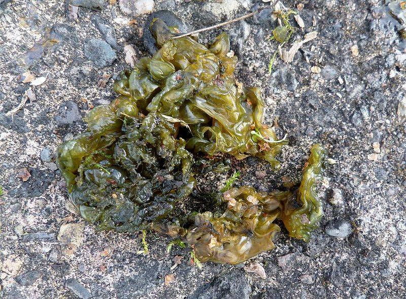 Nostoc Actually Adds Nitrogen To Your Soil Naturally