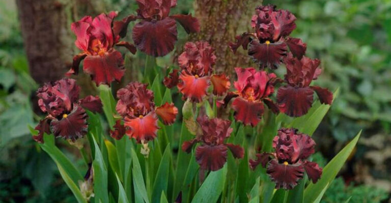red iris flowers